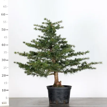 image supplémentaire - Prebonsai cedar of lebanon...