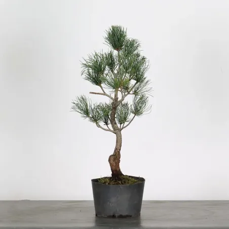 JAPANESE WHITE PINE “PENTAPHYLLA” 1-5