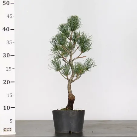 image supplémentaire - PIN BLANC DU JAPON...