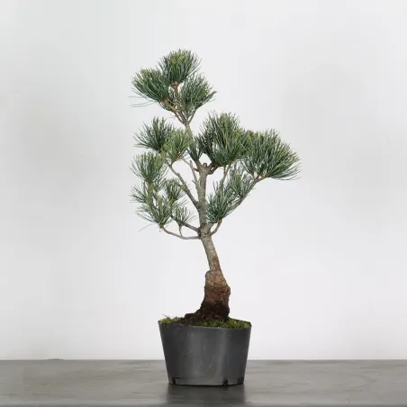 Bonsai Pine Pentaphylla PP-1-6