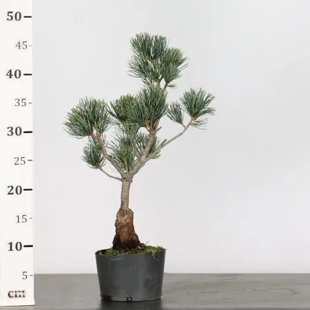 image supplémentaire - JAPANESE WHITE PINE...