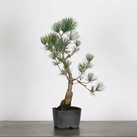 Bonsai Pin Pentaphylla PP-1-10