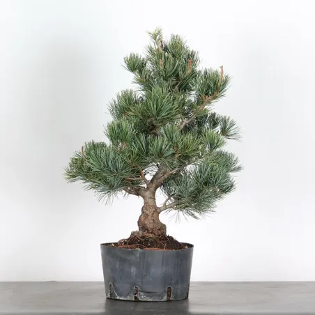 JAPANESE WHITE PINE “PENTAPHYLLA” 1-12