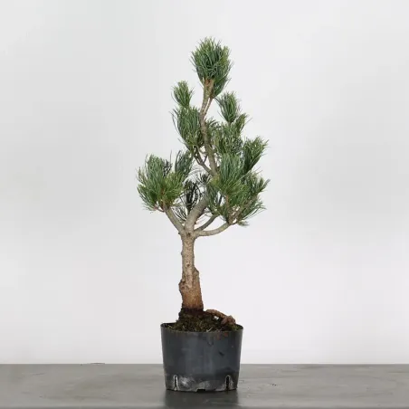 Bonsai Pine Pentaphylla PP-1-11