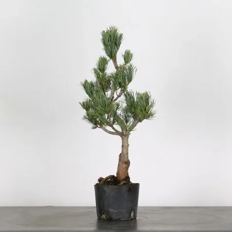 image supplémentaire - JAPANESE WHITE PINE...