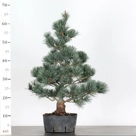 image supplémentaire - JAPANESE WHITE PINE...