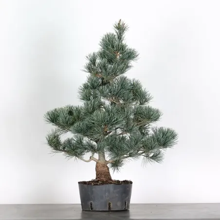 JAPANESE WHITE PINE “PENTAPHYLLA” 1-15
