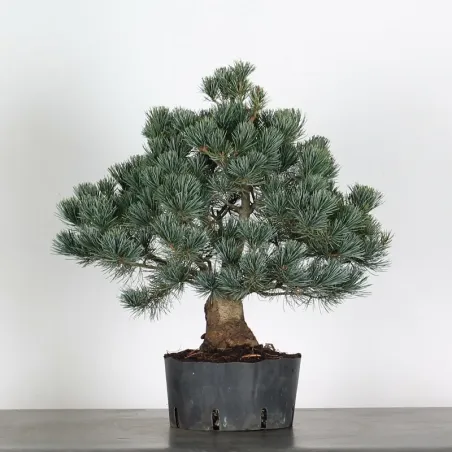 PIN BLANC DU JAPON "PINUS PENTAPHYLLA" 1-16