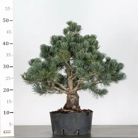 image supplémentaire - PIN BLANC DU JAPON "PINUS...