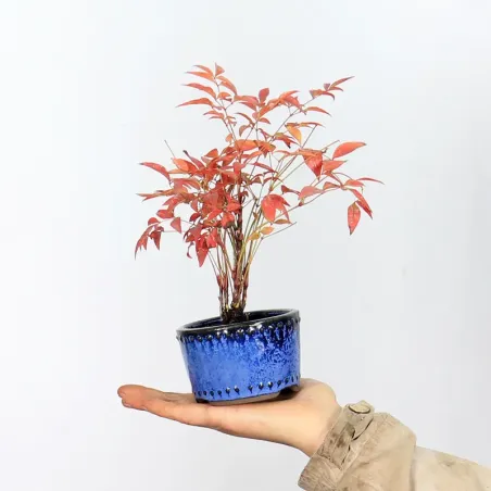 NANDINA "BAMBOU SACRE" 2-11