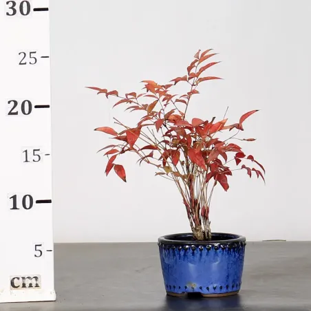 image supplémentaire - NANDINA "BAMBOU SACRE" 2-11