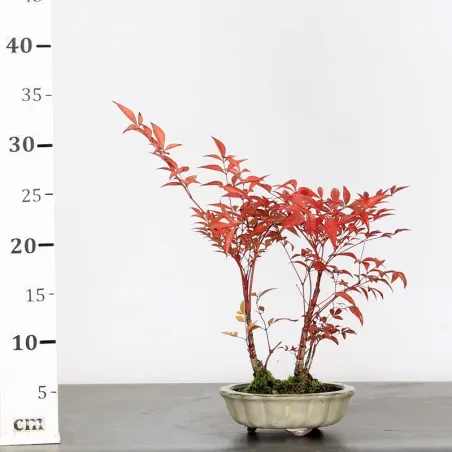 image supplémentaire - NANDINA "SACRED BAMBOO" 2-19