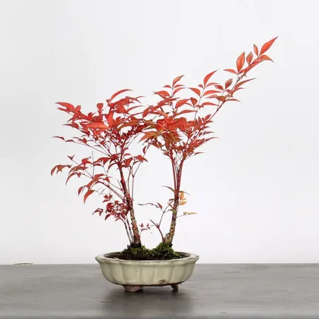 NANDINA "SACRED BAMBOO" 2-19