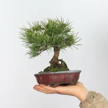 BONSAI PINUS MUGO 1-24