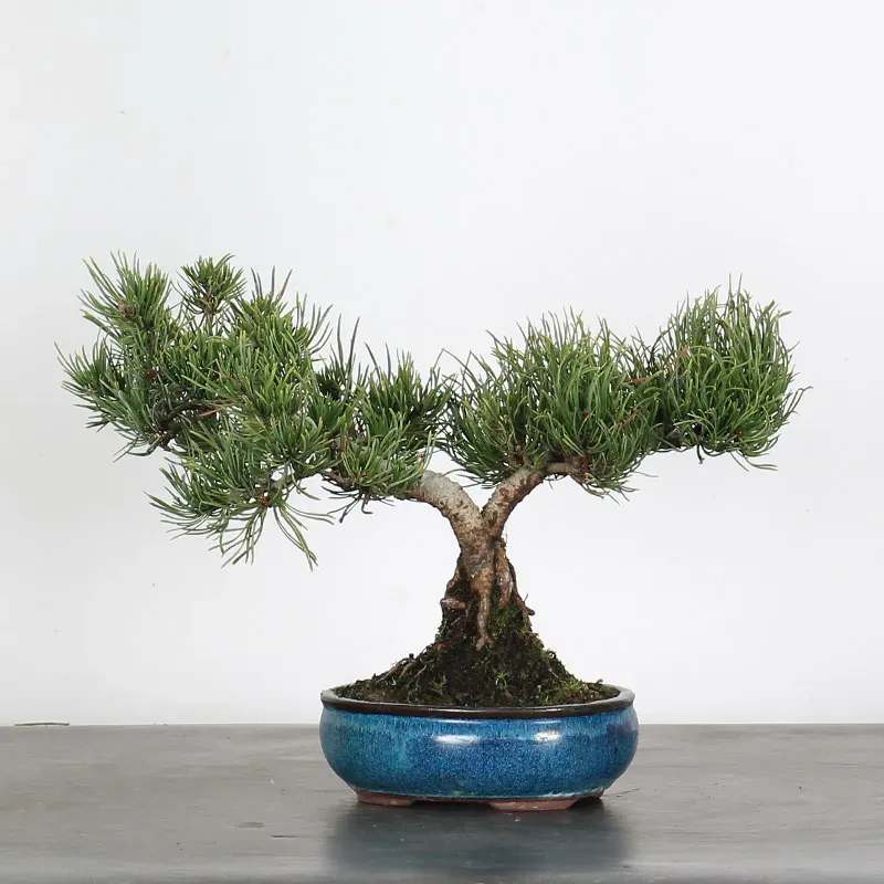 Pin mugo bonsai PM-2-3