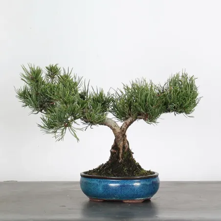 Mugo Bonsai Pine PM-2-3