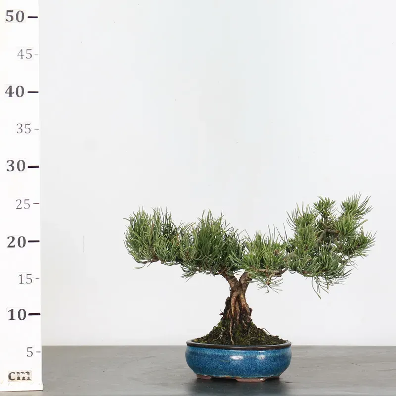 image supplémentaire - BONSAI PINUS MUGO 2-3