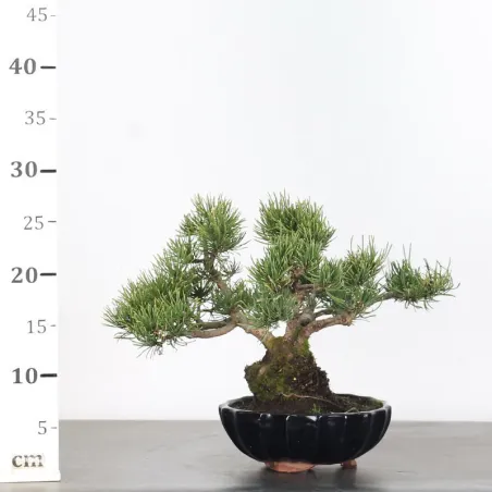 image supplémentaire - BONSAI PIN MUGO 2-4