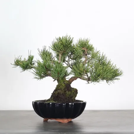 Mugo Bonsai Pine PM-2-4