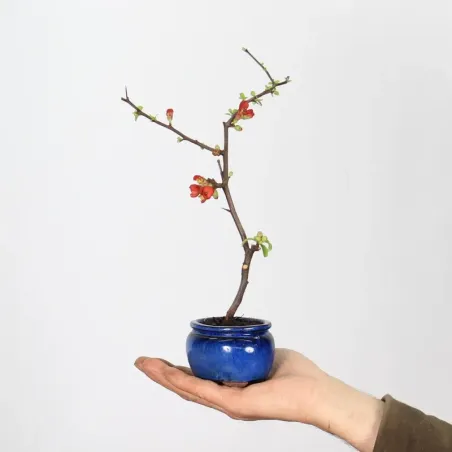 JAPANESE QUINCE "CHAENOMELES JAPONICA" 3-1