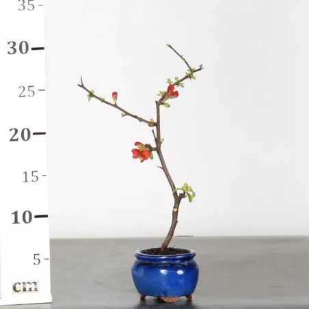 image supplémentaire - COGNASSIER DU JAPON...