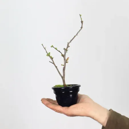 JAPANESE QUINCE "CHAENOMELES JAPONICA" 3-2