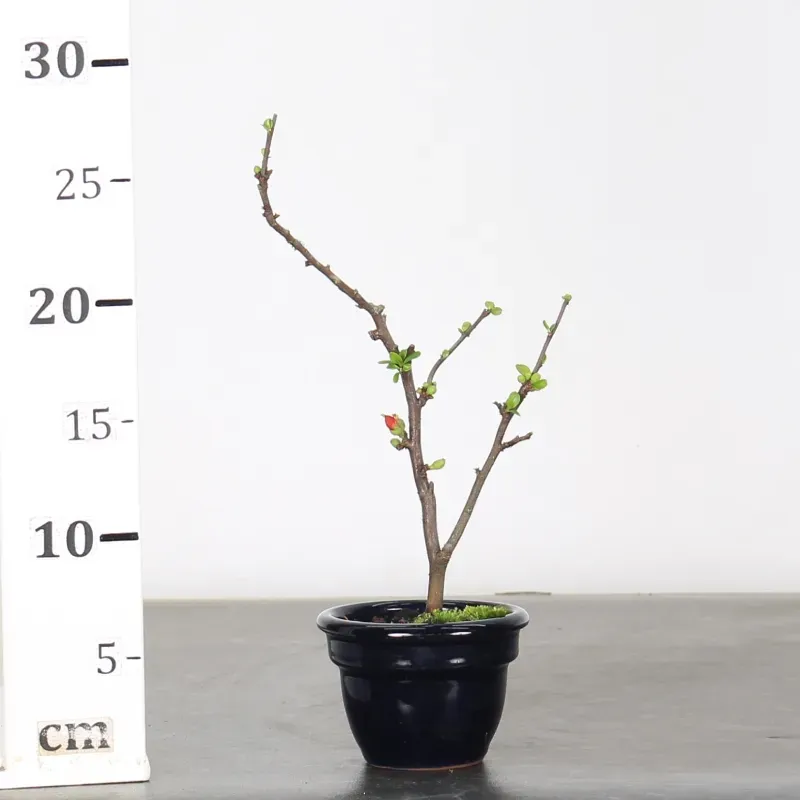 image supplémentaire - JAPANESE QUINCE...