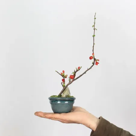 JAPANESE QUINCE "CHAENOMELES JAPONICA" 3-3