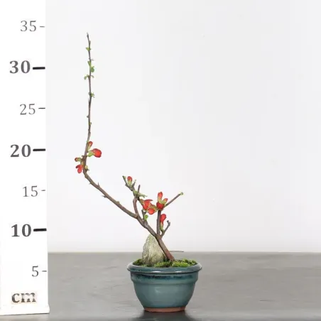 image supplémentaire - JAPANESE QUINCE...