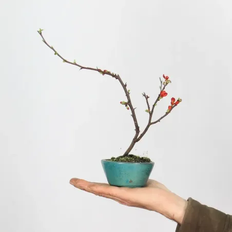 JAPANESE QUINCE "CHAENOMELES JAPONICA" 3-4