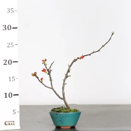 image supplémentaire - JAPANESE QUINCE...