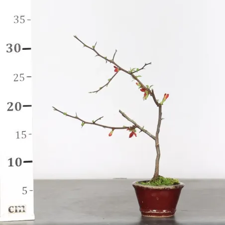 image supplémentaire - COGNASSIER DU JAPON...