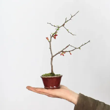 JAPANESE QUINCE "CHAENOMELES JAPONICA" 3-5