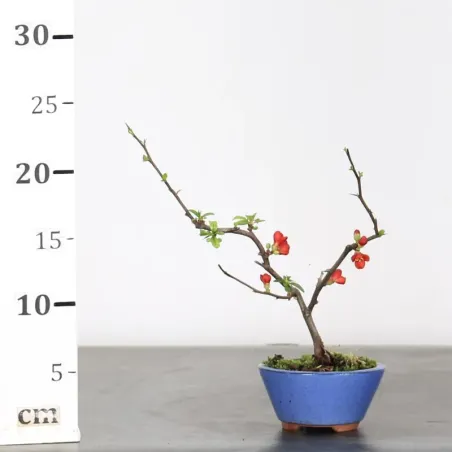 image supplémentaire - JAPANESE QUINCE...