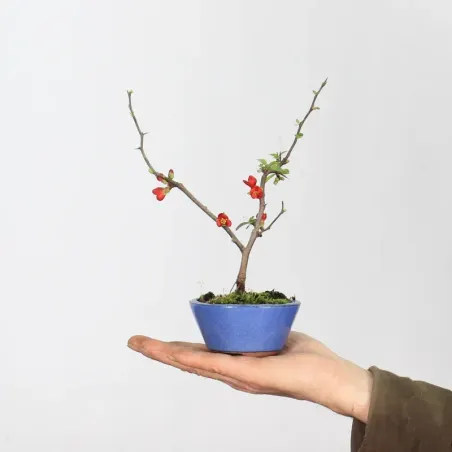 JAPANESE QUINCE "CHAENOMELES JAPONICA" 3-6