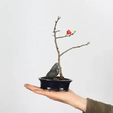 Bonsai Cognassier du Japon