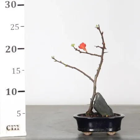 image supplémentaire - COGNASSIER DU JAPON...