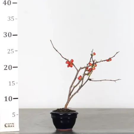 image supplémentaire - JAPANESE QUINCE...