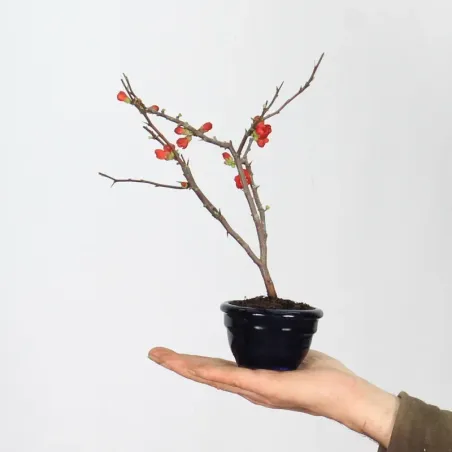 JAPANESE QUINCE "CHAENOMELES JAPONICA" 3-8