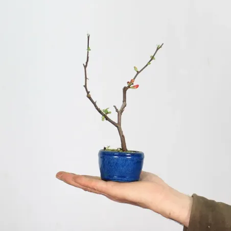 Bonsai Cognassier du Japon