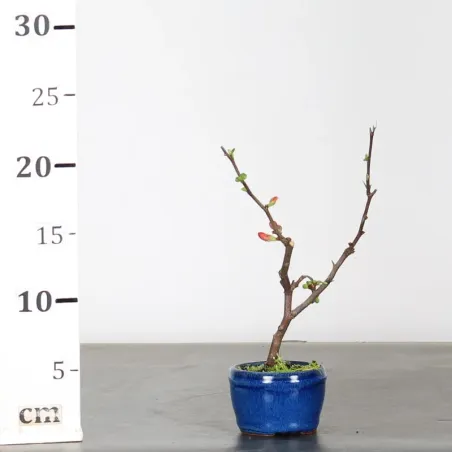 image supplémentaire - COGNASSIER DU JAPON...