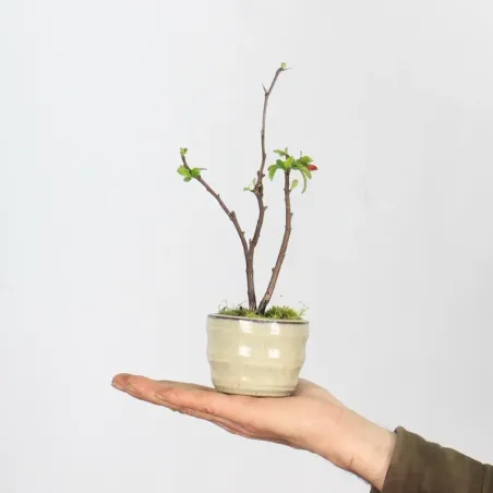 JAPANESE QUINCE "CHAENOMELES JAPONICA" 3-10