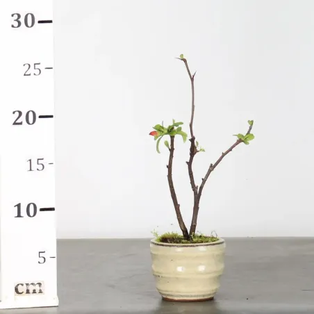 image supplémentaire - JAPANESE QUINCE...