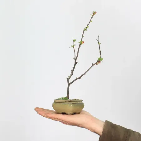 JAPANESE QUINCE "CHAENOMELES JAPONICA" 3-11