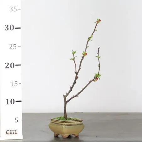 image supplémentaire - JAPANESE QUINCE...