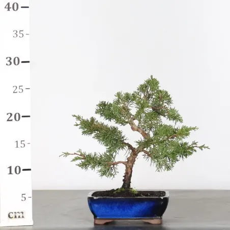 image supplémentaire - GENÉVRIER "JUNIPERUS...