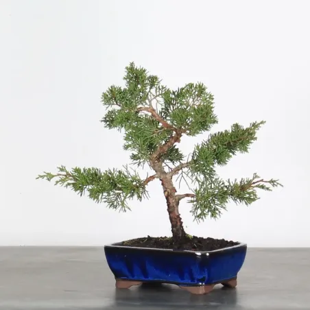 Bonsai Genévrier de Chine