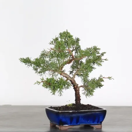 Bonsai Genévrier de Chine