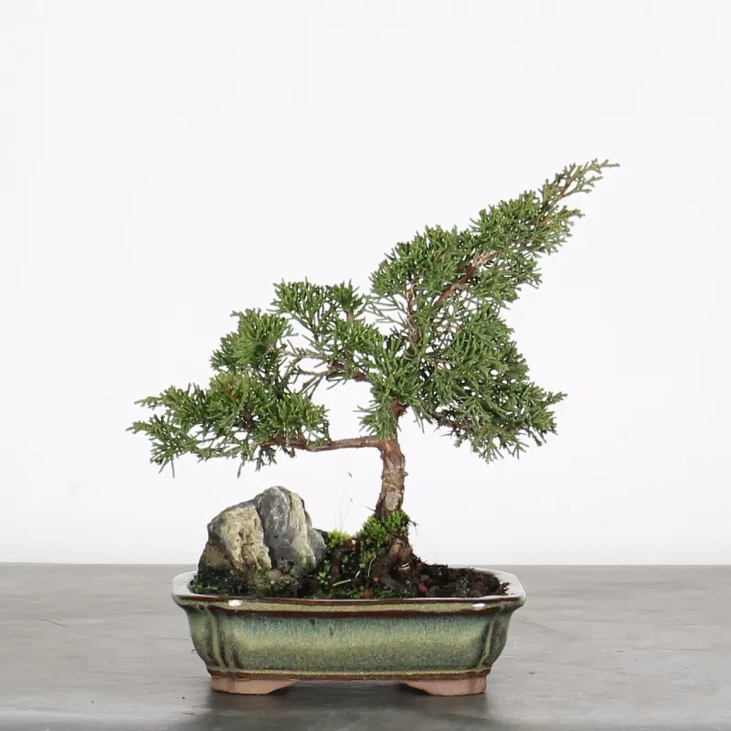 Bonsai Genévrier de Chine