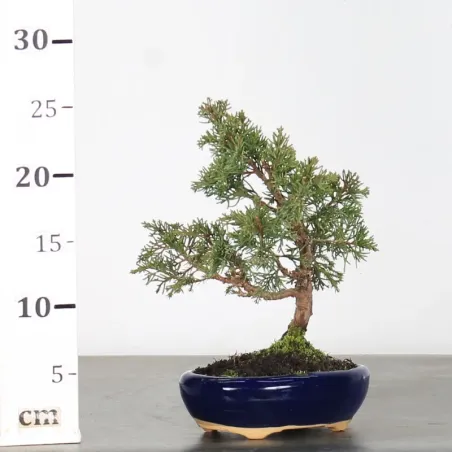 image supplémentaire - GENÉVRIER "JUNIPERUS...